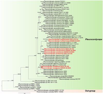 Four novel Pleurocordyceps (Polycephalomycetaceae) species from China